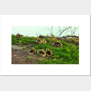 Multiple Young Canada Goose Goslings Resting In The Grass Posters and Art
